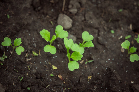Young cabbage sprouts in garden, cabbage seedlings. Agricultural concept, background with copy space.の写真素材