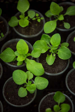 Petunia seedlings grow in pots in a greenhouse.の写真素材