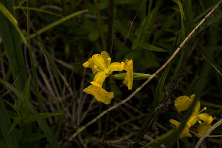 A blooming yellow iris flower (pseudacor) or yellow flag grows in a swamp.