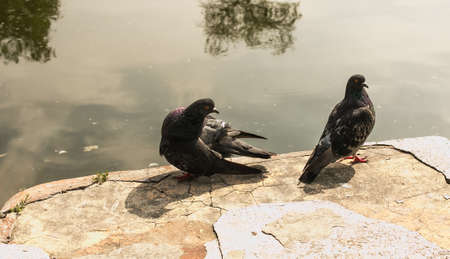 A pair of wild, urban pigeons (Columba livia domesica) in the period of courtship.の写真素材