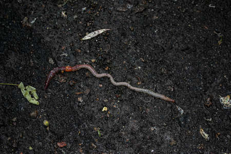 Red earthworm it live bait for fishing isolated on dark background. Photography consisting of...