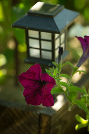 Bright petunia flowers. Background of petunia flowers.の写真素材