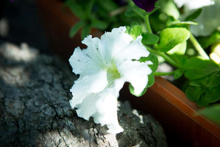 Bright petunia flowers. Background of petunia flowers.