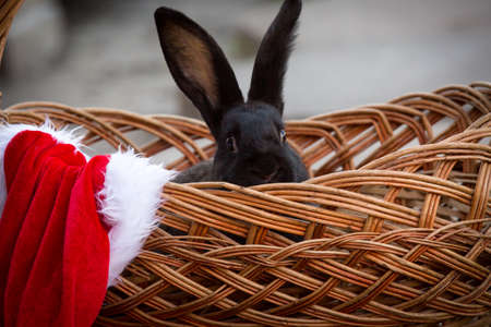New Year with pets. Bunny and Santa's hat in a wicker basket. holidays, winter. Christmas card with a rabbit.の写真素材