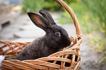 New Year with pets. Rabbit symbol of 2023 in a wicker basket. holidays, winter. Christmas card with a rabbit.の写真素材