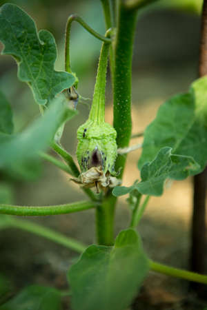 Eggplant, aubergine or brinjal is a plant species in the nightshade family Solanaceae. Solanum...