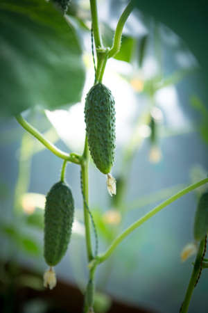 Growing cucumbers in the garden. The growth and blooming of greenhouse cucumbers. Organic greenhouse full of cucumber plants.の写真素材