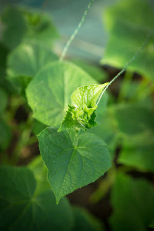 Blooming cucumber close-up with selective focus. Organic greenhouse full of cucumber plants.の写真素材