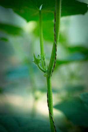 Blooming cucumber close-up with selective focus. Organic greenhouse full of cucumber plants.の写真素材