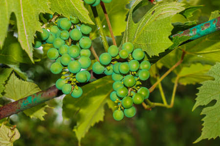 Bunches of unripe grapes. Vine and leaves. green grapes. Close up of grape berries.