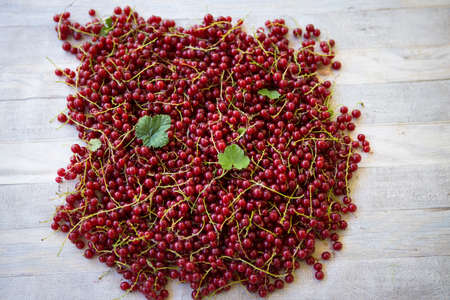 Berries of red currant in the top view. Background with red currants. Close-up of red berries.の写真素材