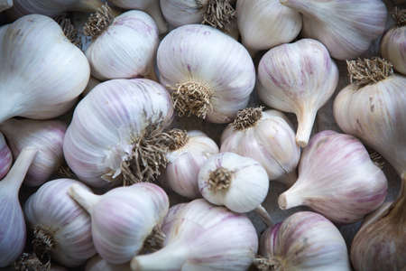 Closeup detail of a pile of white garlic heads. Background made of raw garlic.