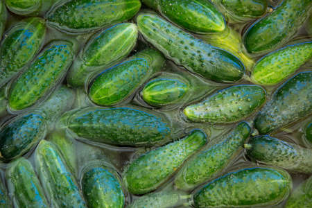 Macro photo green cucumber. Stock photo vegetable fresh cucumber background