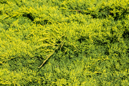 The juniper bush closeup. background with juniper branches growing in the park.の写真素材