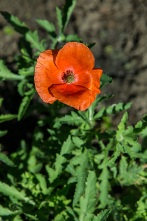 Flowers Red poppies blossom on wild field. Beautiful field red poppies with selective focus. soft light. Glade of red poppies. Lonely poppy. soft focus blurの写真素材