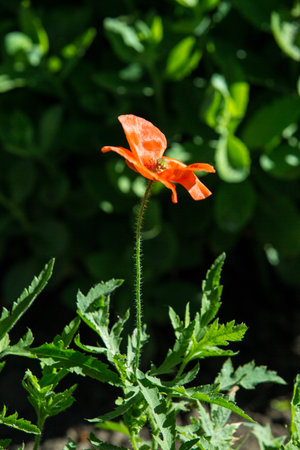 Flowers Red poppies blossom on wild field. Beautiful field red poppies with selective focus. soft light. Glade of red poppies. Lonely poppy. soft focus blurの写真素材