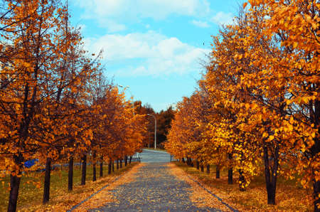Autumn alleyの写真素材