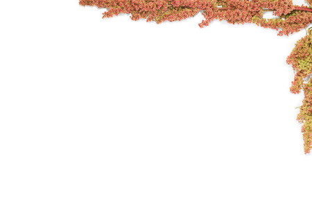 sprig of wild grass in the right corner on a white background