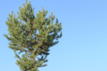 Green pine branches on blue sky backgroundの写真素材