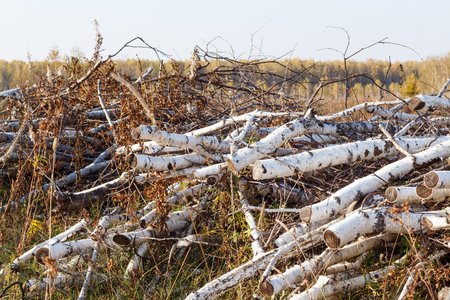 sawn birch branches in his arms on the groundの写真素材