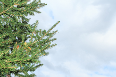 spruce branches in the left corner of the pictureの写真素材