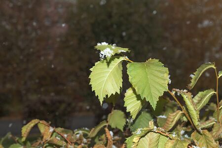 Snow lies on the green leaves of autumnの写真素材
