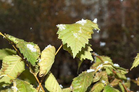 Snow lies on the green leaves of autumnの写真素材