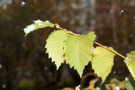 Snow lies on the green leaves of autumnの写真素材
