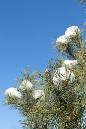 fir branch with snow on a blue backgroundの写真素材
