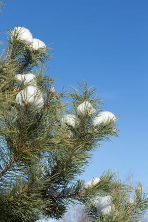 fir branch with snow on a blue backgroundの写真素材