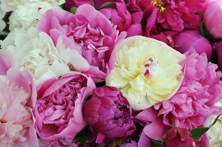 Beautiful pink and red peonies. Elegant bouquet close up.の写真素材