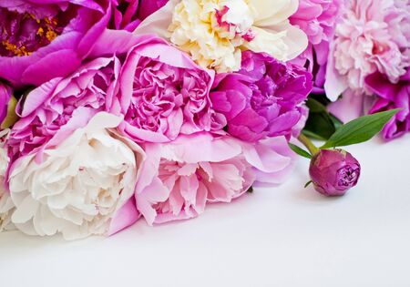 Beautiful flowerspink and white peonies on white background.の写真素材
