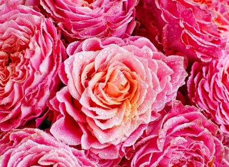 Closeup. Pink rose with water drops. Flower bright background.の写真素材
