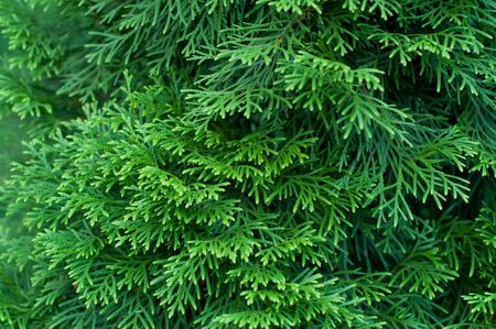 Closeup of cypress tree branchの写真素材