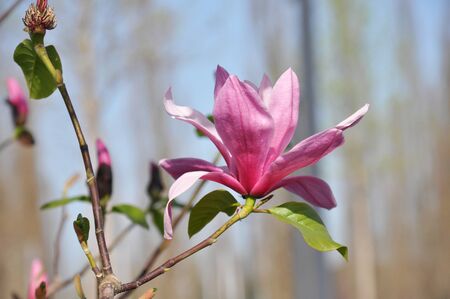 Magnolia tree blossom. Magnolia Susan, pink flowersの写真素材