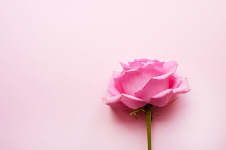 One pink rose on a pink background. Valentine's Dayの写真素材
