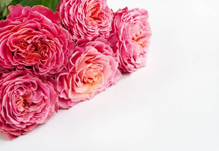 Bouquet of fresh roses, flower bright background. Closeup.Pink roses on a white background.の写真素材