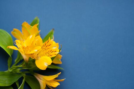 Beautiful Alstroemeria flowers. Yellow flowers and green leaves on blue background. Peruvian Lily....