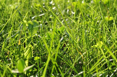 Green grass, green meadow in the sunlightの写真素材
