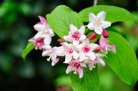 Beautiful pink flowers Weigela florida. Flowers of weigela florida. Blooming garden in spring garden...