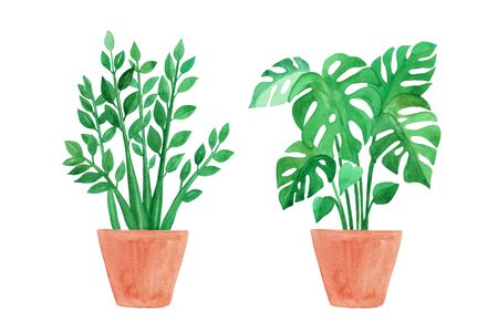 Watercolor hand painted house green plants in flower pots. Urban tropical jungle. Set of floral elements isolated on white. Monstera and Zalmioculcas.の写真素材