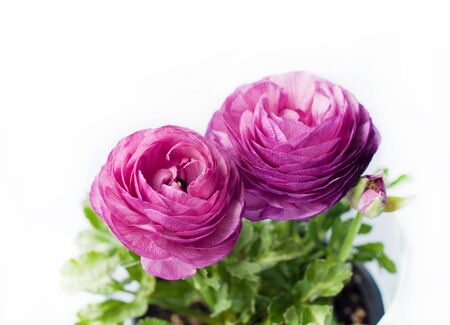 Beautiful purple ranunculuses flowers close up on white background. Ranunculus cultivation.

の写真素材
