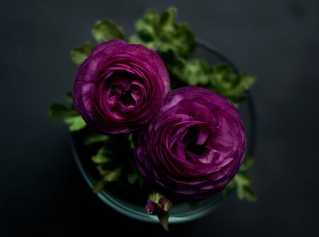 Beautiful purple ranunculuses flowers close up on dark background. Ranunculus cultivation.

の写真素材