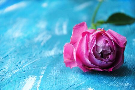 Beautiful pink pion-shaped rose on blue background. Copy spaceの写真素材