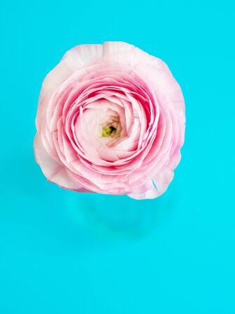 Beautiful pink ranunculus flower in a vase on a blue background.の写真素材