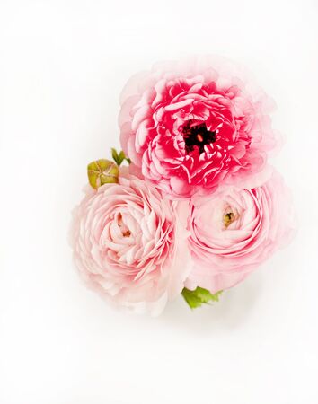 Beautiful bouquet of ranunculus flowers pink color on a white background. Flowers on vase. 