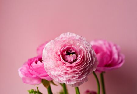 Beautiful bouquet of ranunculus flowers of pink color on a pink background. Flowers and buds. の写真素材