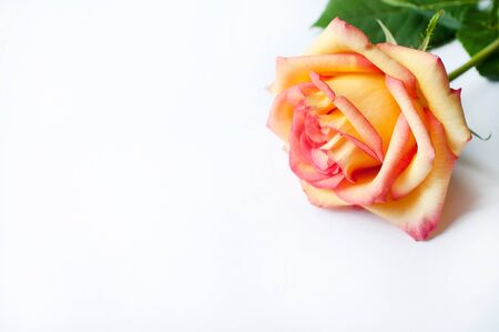 One orange rose on a white  background. Copy spase.  Concept Mother's Day, Family Day, Valentine's Dayの写真素材