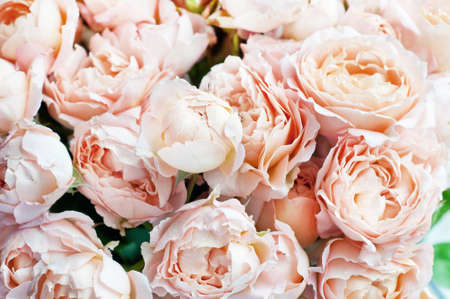 Bouquet of peony roses of juliet. Pink flowers, floral backgroundの写真素材