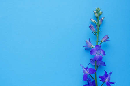 Purple delphinium flower on a blue background. Top view, copy space. Concept Mother's Day, Family Day, Valentine's Dayの写真素材